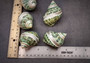Green Silver Mouth Turbo w/Pearlized Stripe - Turbo Argyrostoma - (2 shells approx. 2.25-2.75 inches). Multiple white, green and black shaded spiral shells. Copyright 2024 SeaShellSupply.com.