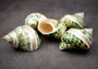 Green Silver Mouth Turbo w/Pearlized Stripe - Turbo Argyrostoma - (2 shells approx. 2.25-2.75 inches). Multiple white, green and black shaded spiral shells. Copyright 2024 SeaShellSupply.com.