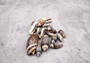 Olive Seashell Dark Assortment Agaronia Gibbosa (Approx. half cup 20+ shells 1-1.75+ inches) Spiral brown Olive shells for arts & crafts!  Copyright 2025 SeaShellSupply.com.