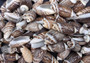 Olive Seashell Dark Assortment Agaronia Gibbosa (Approx. half cup 20+ shells 1-1.75+ inches) Spiral brown Olive shells for arts & crafts!  Copyright 2025 SeaShellSupply.com.