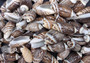 Olive Seashell Dark Assortment Agaronia Gibbosa (Approx. half cup +/-20 shells 1-1.75+ inches) Spiral Brown Olive Shells for arts & crafts!