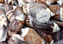 Olive Seashell Dark Assortment Agaronia Gibbosa (Approx. half cup +/-20 shells 1-1.75+ inches) Spiral Brown Olive Shells for arts & crafts!