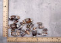 Olive Seashell Dark Assortment Agaronia Gibbosa (Approx. half cup +/-20 shells 1-1.75+ inches) Spiral Brown Olive Shells for arts & crafts!