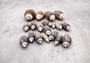 Olive Seashell Dark Assortment Agaronia Gibbosa (Approx. half cup +/-20 shells 1-1.75+ inches) Spiral Brown Olive Shells for arts & crafts!