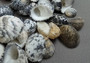 Nerite Shell Assortment (approx. 45-50 shells). Multiple earthly colored shells in a mixed pile, most have different patterns. Copyright 2024 SeaShellSupply.com.