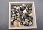 Nerite Shell Assortment (approx. 45-50 shells). Multiple earthly colored shells in a mixed pile, most have different patterns. Copyright 2024 SeaShellSupply.com.