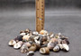 Nerite Seashell Assortment Mix Neritidae (approx. half cup +/-45 shells 0.5+ inch) Assorted Nerite Shells for coastal crafting & jewelry!