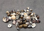 Nerite Shell Assortment (approx. 45-50 shells). Multiple earthly colored shells in a mixed pile, most have different patterns. Copyright 2024 SeaShellSupply.com.