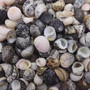 Nerite Shell Assortment (approx. 45-50 shells). Multiple earthly colored shells in a mixed pile, most have different patterns. Copyright 2024 SeaShellSupply.com.