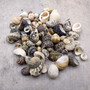 Nerite Shell Assortment (approx. 45-50 shells). Multiple earthly colored shells in a mixed pile, most have different patterns. Copyright 2024 SeaShellSupply.com.