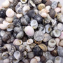 Nerite Shell Assortment (approx. 45-50 shells). Multiple earthly colored shells in a mixed pile, most have different patterns. Copyright 2024 SeaShellSupply.com.
