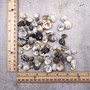 Nerite Shell Assortment (approx. 45-50 shells). Multiple earthly colored shells in a mixed pile, most have different patterns. Copyright 2024 SeaShellSupply.com.
