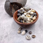 Nerite Shell Assortment (approx. 45-50 shells). Multiple earthly colored shells in a mixed pile, most have different patterns. Copyright 2024 SeaShellSupply.com.