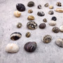 Nerite Shell Assortment (approx. 45-50 shells). Multiple earthly colored shells in a mixed pile, most have different patterns. Copyright 2024 SeaShellSupply.com.