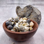 Nerite Shell Assortment (approx. 45-50 shells). Multiple earthly colored shells in a mixed pile, most have different patterns. Copyright 2024 SeaShellSupply.com.
