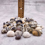 Nerite Shell Assortment (approx. 45-50 shells). Multiple earthly colored shells in a mixed pile, most have different patterns. Copyright 2024 SeaShellSupply.com.