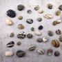 Nerite Shell Assortment (approx. 45-50 shells). Multiple earthly colored shells in a mixed pile, most have different patterns. Copyright 2024 SeaShellSupply.com.