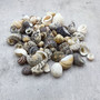 Nerite Shell Assortment (approx. 45-50 shells). Multiple earthly colored shells in a mixed pile, most have different patterns. Copyright 2024 SeaShellSupply.com.