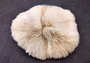 Mushroom Coral - Fungia Repanda - (1 coral approx. 5-6 inches). Coral with fine delicate folds. Copyright 2024 SeaShellSupply.com.