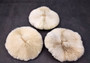 Mushroom Coral - Fungia Repanda - (1 coral approx. 5-6 inches). Coral with fine delicate folds. Copyright 2024 SeaShellSupply.com.