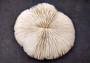 Mushroom Coral - Fungia Repanda - (1 coral approx. 5-6 inches). Coral with fine delicate folds. Copyright 2024 SeaShellSupply.com.