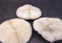 Mushroom Coral - Fungia Repanda - (1 coral approx. 5-6 inches). Coral with fine delicate folds. Copyright 2024 SeaShellSupply.com.