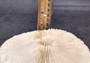 Mushroom Coral - Fungia Repanda - (1 coral approx. 5-6 inches). Coral with fine delicate folds. Copyright 2024 SeaShellSupply.com.