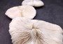 Mushroom Coral - Fungia Repanda - (1 coral approx. 5-6 inches). Coral with fine delicate folds. Copyright 2024 SeaShellSupply.com.