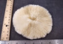 Mushroom Coral - Fungia Repanda - (1 coral approx. 5-6 inches). Coral with fine delicate folds. Copyright 2024 SeaShellSupply.com.