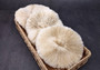 Mushroom Coral - Fungia Repanda - (1 coral approx. 5-6 inches). Coral with fine delicate folds. Copyright 2024 SeaShellSupply.com.