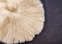Mushroom Coral - Fungia Repanda - (1 coral approx. 5-6 inches). Coral with fine delicate folds. Copyright 2024 SeaShellSupply.com.