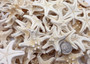Creme Knobby Starfish - Protoreaster Nodosus - (5 starfish approx. 1-2 inches). Multiple tan starfish in a pile. Copyright 2025 SeaShellSupply.com.