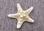 Creme Knobby Starfish - Protoreaster Nodosus - (5 starfish approx. 1-2 inches). Multiple tan starfish in a pile. Copyright 2025 SeaShellSupply.com.