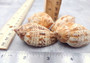 Brown Lined Volute (4 pcs.) - (2-3 inches) - Harpulina Lapponica. Multiple brown shaded wrapped shells, some showing the design and some showing the openings. Copyright 2022 SeaShellSupply.com.