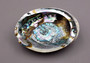 Green Abalone Seashell (5-6 Inch) - Haliotis Fulgens. Rainbow colored ombre shell. Copyright 2022 SeaShellSupply.com.