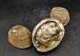 Green Abalone Seashell (4-6 Inch) - Haliotis Fulgens. Rainbow colored ombre shell. Copyright 2024 SeaShellSupply.com.