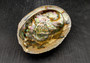 Green Abalone Seashell (4-6 Inch) - Haliotis Fulgens. Rainbow colored ombre shell. Copyright 2024 SeaShellSupply.com.