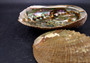 Green Abalone Seashell (4-6 Inch) - Haliotis Fulgens. Rainbow colored ombre shell. Copyright 2024 SeaShellSupply.com.