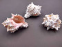 Pink Murex Seashell (3 pcs.) - (2-3 inches) - Murex Erythrostomus. White ribbed shells with little arms in spike shapes going around following the spiral. Copyright 2024 SeaShellSupply.com.