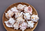 Pink Murex Seashell (3 pcs.) - (2-3 inches) - Murex Erythrostomus. White ribbed shells with little arms in spike shapes going around following the spiral. Copyright 2024 SeaShellSupply.com.