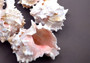 Pink Murex Seashell (3 pcs.) - (2-3 inches) - Murex Erythrostomus. White ribbed shells with little arms in spike shapes going around following the spiral. Copyright 2024 SeaShellSupply.com.