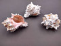 Pink Murex Seashells Murex Erythrostomus (3 shells approx. 2+ inches) White pink seashell for hermit crabs art projects crafts & collecting!