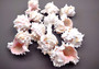 Pink Murex Seashells Murex Erythrostomus (3 shells approx. 2+ inches) White pink seashell for hermit crabs art projects crafts & collecting!