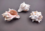 Pink Murex Seashells Murex Erythrostomus (3 shells approx. 2+ inches) White pink seashell for hermit crabs art projects crafts & collecting!