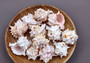 Pink Murex Seashells Murex Erythrostomus (3 shells approx. 2+ inches) White pink seashell for hermit crabs art projects crafts & collecting!