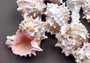 Pink Murex Seashells Murex Erythrostomus (3 shells approx. 2+ inches) White pink seashell for hermit crabs art projects crafts & collecting!