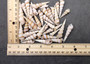 Purple Turitella Seashells - Turitella Communis - (approx. 25-30 shells 1-2 inches). Multiple stripped cone shaped shells in a pile. Copyright 2025 SeaShellSupply.com.