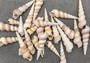 Purple Turitella Seashells Tan White Turitella Communis (approx. 25+ shells 0.75+ inches) Purple Turitella shell for crafting & display!