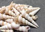 Purple Turitella Seashells Tan White Turitella Communis (approx. 25+ shells 0.75+ inches) Purple Turitella shell for crafting & display!