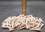 Purple Turitella Seashells Tan White Turitella Communis (approx. 25+ shells 0.75+ inches) Purple Turitella shell for crafting & display!